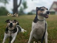 🌸Charly und Baja🌸 Jack Russell Terri - Kassel