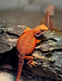 Farb-Bartagamen Weibchen (Pogona Vitticeps) Jungtier - Hünfeld (Konrad-Zuse-Stadt)
