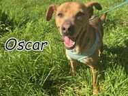 Umarmen Sie Oscar? 💋 - Essingen (Rheinland-Pfalz)