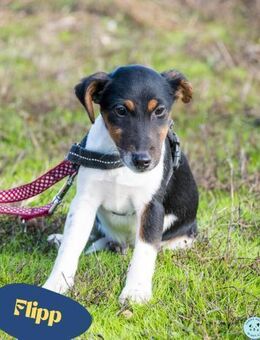 Flipp SI - aktiv, verspielt - Rheine