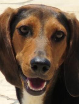 Maya 5 -braucht Geduld- - Oldenburg