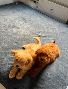Zwei Zuckersüße Toypudel Welpen suchen ein liebevolles Zuhause - Berlin Friedrichshain-Kreuzberg