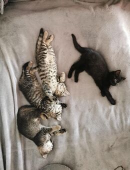 BKH Kitten Kätzchen Babykatzen - Weilheim (Oberbayern) Zentrum