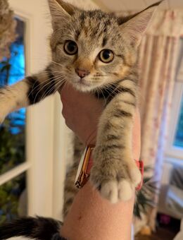 Süsse mix katzen,Maine coon,Perser,ekh - Kyritz