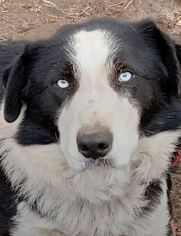 Wunderschöner, blauäugiger Hundejunge - Gettorf