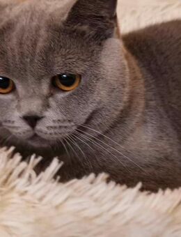 Reinrassiger BKH Kater - Berlin Reinickendorf