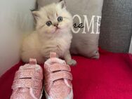 Reinrassige BKH Britische Kurzhaar Kitten Point mit Stammbaum, Gesundheitszeugnis - Papenburg