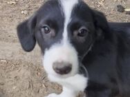 Dorie sucht Traumzuhause - Tholey