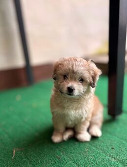 Bollipoo/Maltipoo rüde mit Gesundheitszeugniss - Diemelsee