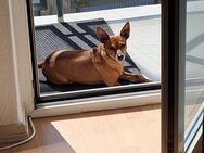 Hiermit verkaufe ich meinen Hund namens Coco - Hamburg Harburg