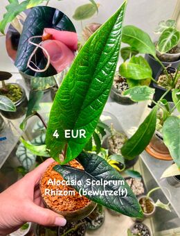 Alocasia Scalprum Rhizom (bewurzelt) - Berlin