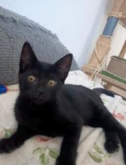 Liebenswertes Katzenmädchen Lola - Karlsruhe