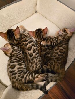 Bengal Kitten / Bengalkitten - Duisburg