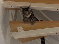 Hauskatze Jungekatze europäische Kurzhaar - Neuffen Zentrum