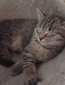 Mischlingskitten Mädel - Bad Abbach