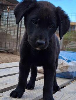 Layla - Lorsch (Karolingerstadt)