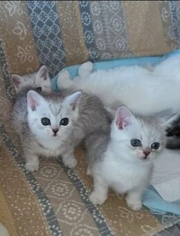 BKH Mix Kitten - Braunschweig