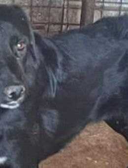 Janny möchte nicht vergessen werden 🐾 - Elsdorf (Nordrhein-Westfalen)