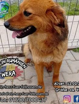 WERA - Hundeglück für immer gesucht - Waakirchen