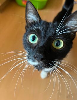 Katze sucht neues Zuhause - Brilon Zentrum