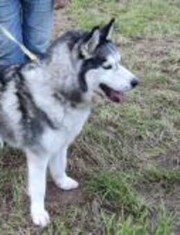 HAMMER- sucht ein Zuhause - Mainhardt