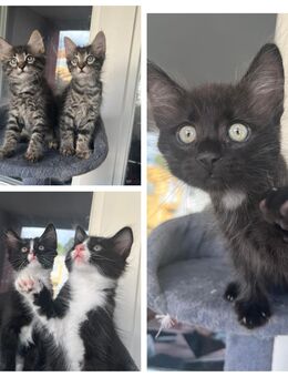 Maine-Coon/Havana Braun Kitten Mix - Berlin