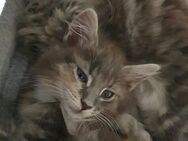 Maine coon Baby - Eppelborn