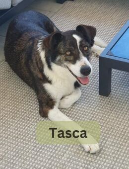 TASCA, w., kastr., Mischling, ca. 62 cm - Sipplingen