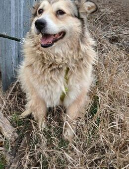 Omi Athena sucht liebe Menschen - Neuhausen (Fildern)