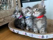 Hübsche Maine Coon Kitten 5 Wochen 3 Katzen 3 Kater black silver tabby - Radevormwald (Stadt auf der Höhe)