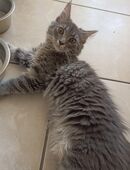Main Coon Mix Kitten in 86199