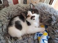 🌟 Babykater Hugo🌟 - Eislingen (Fils)