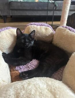 Murmel; süße Kampfschmuserin - Geilenkirchen