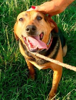 Ben - ehemaliger Familienhund in Not ‼️ - Würzburg