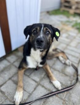 Elian besonderer Rüde auf PS - Berlin