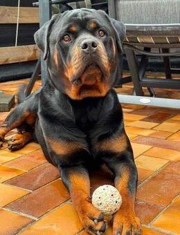 Rottweiler Rüde sucht liebevolles neues Zuhause! - Oldersbek
