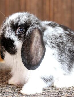 Kleine Zwergwidder Kaninchen Hasen Jungtiere Minilop - Büchlberg
