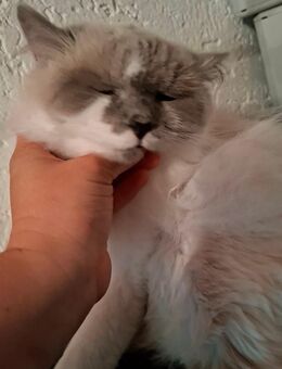 Angorakatze Katze 1 Jahr alt - Büchlberg