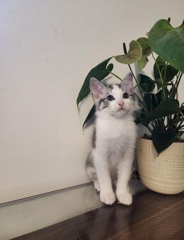 Super süße Katzenkinder - Vilsbiburg