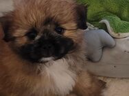 Pomeranian x Shih Tzu Welpen Hundebabys Welpen