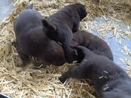 Labrador Welpen suchen ein neues zu Hause - Heideblick