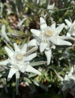 Edelweiß Edelweiss Edelweis Edel weiß weis Blume Samen Alpen echt Edelweißsamen seltene Bergblume garden heimisches Saatgut saat flower Sonne SWR Ostern Vatertag Idee - Pfedelbach