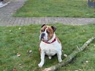 Old English Bulldog - Warendorf