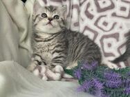 Nur 3 Kitten noch frei!😻 Zuckersüße BKH Kitten suchen Familien 🍀😻 - Genthin