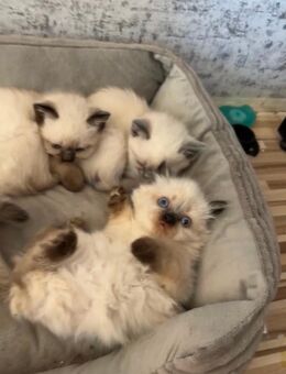 BKH / Siam kitten langhaar - Peine