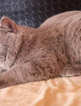 Reinrassiger BKH Deckkater Blutgruppe:A - Dortmund