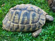 Griechische Landschildkröten - Bottrop