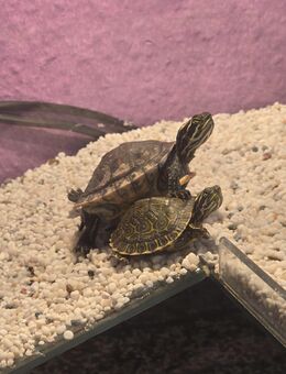 Verkaufe zwei Schildkröten - Leipzig Alt-West