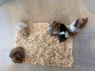 Teddyhamster Jungtiere - Remseck (Neckar)