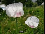 Blaumohn, Schlafmohn weiß (Papaver somniferum) - Horgenzell